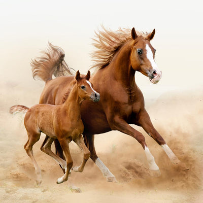 For the Love of Horses