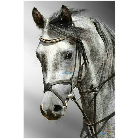 Horses DIY Mosaic